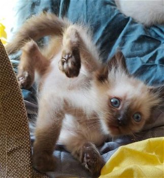 ragdoll kittens (puur) - 1