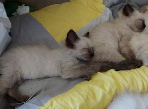 ragdoll kittens (puur) - 2