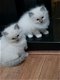 Mooie ragdoll kittens - 0 - Thumbnail
