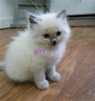 Mooie ragdoll kittens - 1