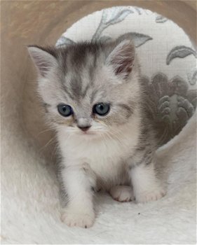 Ragdoll kitten met stamboom GCCF geregistreerd - 0