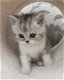 Ragdoll kitten met stamboom GCCF geregistreerd - 0 - Thumbnail