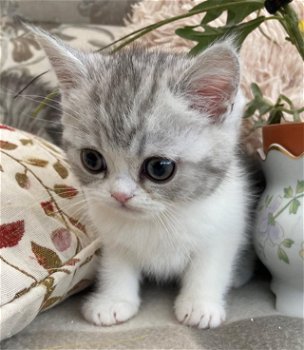 Ragdoll kitten met stamboom GCCF geregistreerd - 1