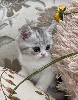 Ragdoll kitten met stamboom GCCF geregistreerd - 2