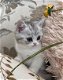 Ragdoll kitten met stamboom GCCF geregistreerd - 2 - Thumbnail