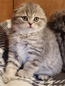 Stunning blue tabby female Tica Reg folds