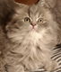 Stunning blue tabby female Tica Reg folds - 1 - Thumbnail