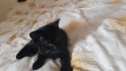 Kittens - 0 - Thumbnail