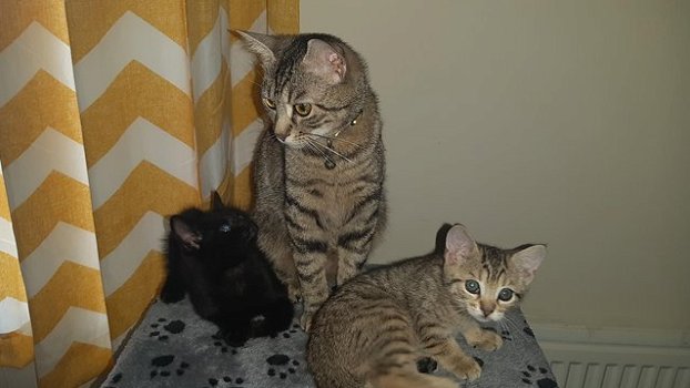 Kittens - 1
