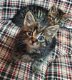 2 paar tabby kittens - 0 - Thumbnail