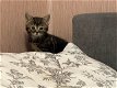 2 paar tabby kittens - 1 - Thumbnail