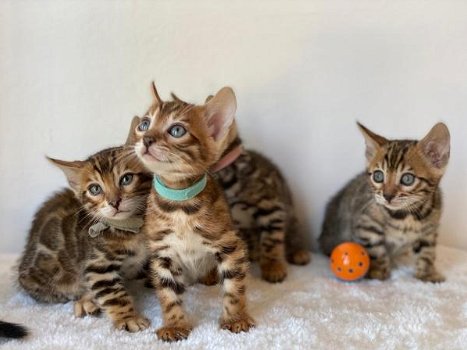 prachtige kittens gemengd Bengalen - 0