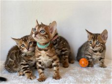 prachtige kittens gemengd Bengalen