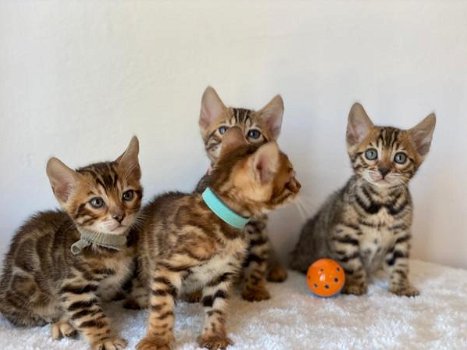 prachtige kittens gemengd Bengalen - 1