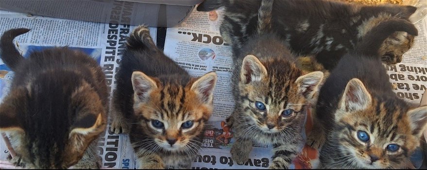mooie kittens Bengalen - 2