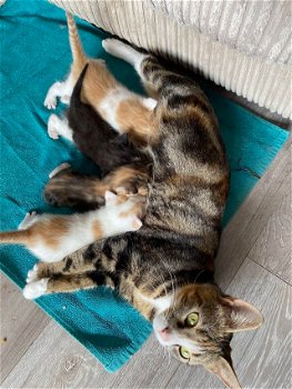 mooie kittens Bengalen - 3