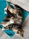 mooie kittens Bengalen - 3 - Thumbnail