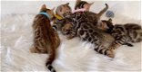 Mooie Bengaalse kruising kitten - 0 - Thumbnail