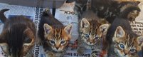 Mooie Bengaalse kruising kitten - 1 - Thumbnail