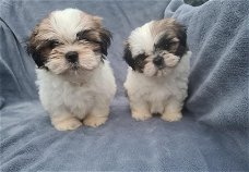 Shihtzu pups