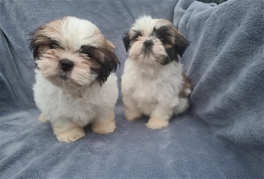 Shihtzu pups - 1