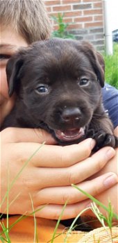 Prachtige stoere bruine raszuivere labrador pups - 0