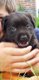 Prachtige stoere bruine raszuivere labrador pups - 0 - Thumbnail