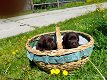 Prachtige stoere bruine raszuivere labrador pups - 1 - Thumbnail