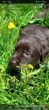 Prachtige stoere bruine raszuivere labrador pups - 2