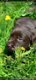 Prachtige stoere bruine raszuivere labrador pups - 2 - Thumbnail