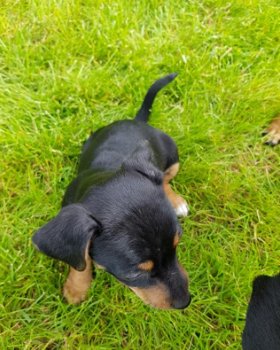 Jack russel pups te koop - 1