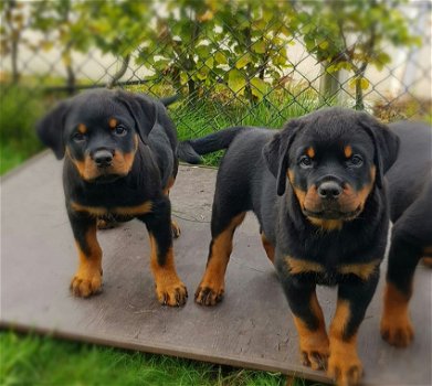 Rottweilers pups - 0