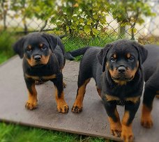 Rottweilers pups