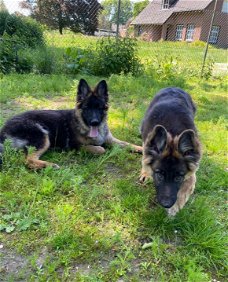 Lieve Duitse herder pups