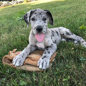 Great Dane Pups - 0