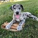 Great Dane Pups - 0 - Thumbnail
