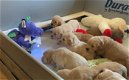 Golden Retriever pups te koop - 0 - Thumbnail