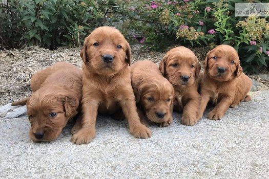 Golden Irish pups - 0