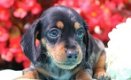 Dachshund pups - 0 - Thumbnail