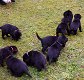 Labrador puppy's - 0 - Thumbnail