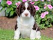 English Springer Spaniel - 0 - Thumbnail