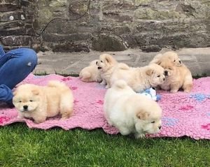 CHOW CHOW PUPS - 0