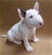 Bull Terrier pups - 0 - Thumbnail