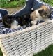 Chihuahua pups - 0 - Thumbnail