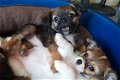 lieve kruising boomer x chihuahua pups mogen verhuizen - 0 - Thumbnail