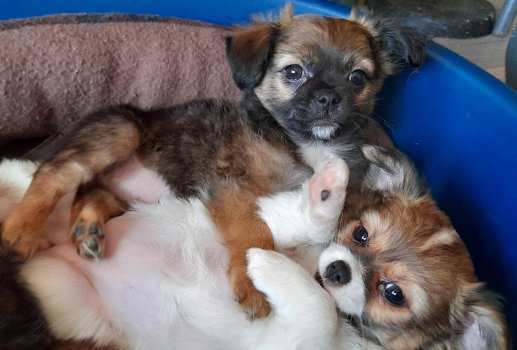 lieve kruising boomer x chihuahua pups mogen verhuizen - 1