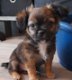 lieve kruising boomer x chihuahua pups mogen verhuizen - 2 - Thumbnail