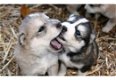 Siberische Husky-puppy's - 0 - Thumbnail