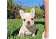Superleuke puppy's van Franse bulldogs - 0 - Thumbnail