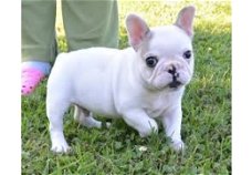 Franse bulldog-puppy's beschikbaar